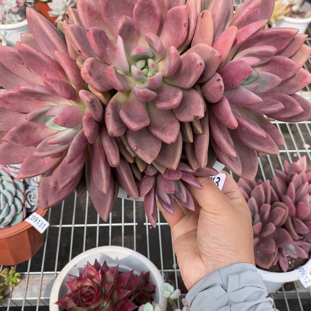 9213桃花源一物一拍