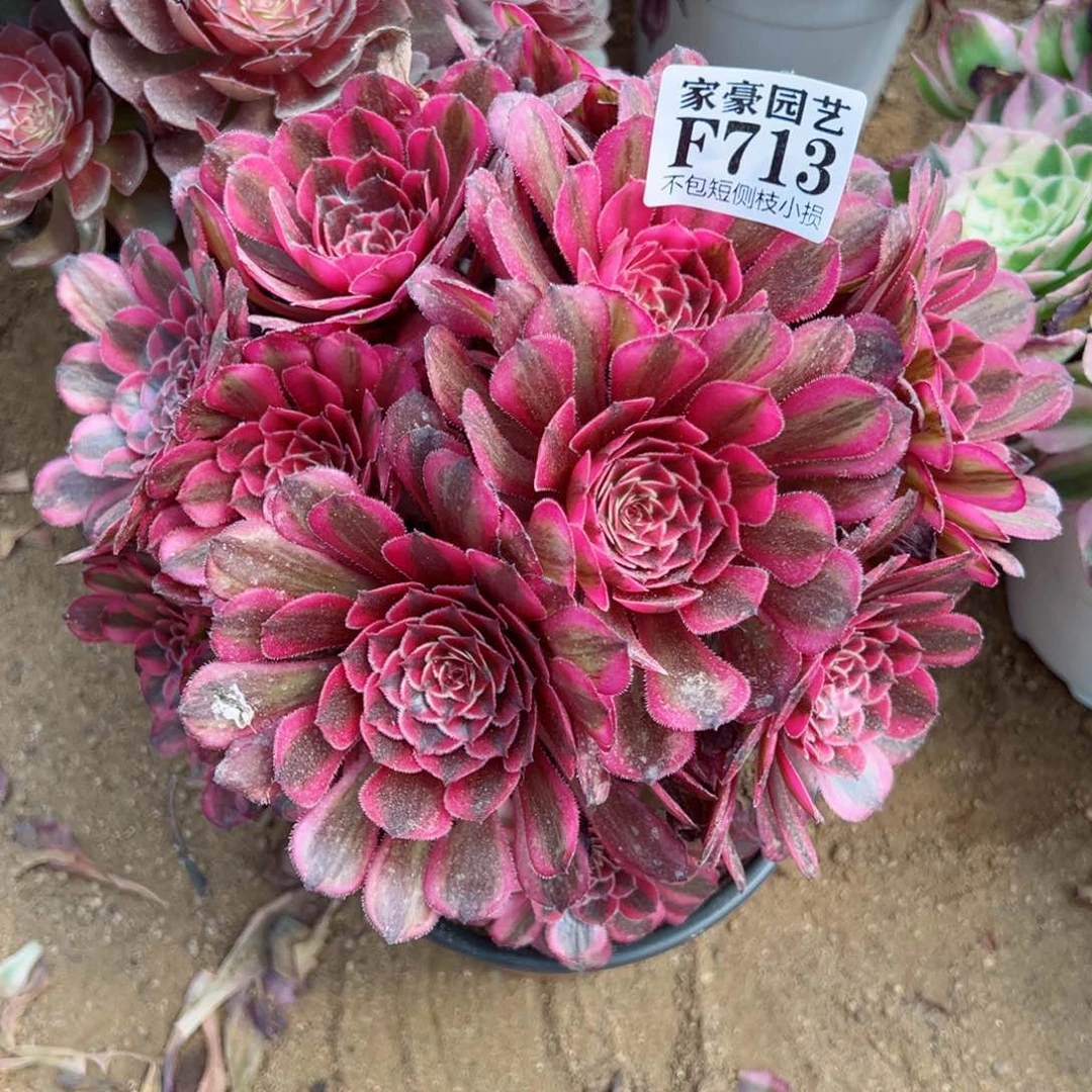 713白月光尺寸25左右当年桩