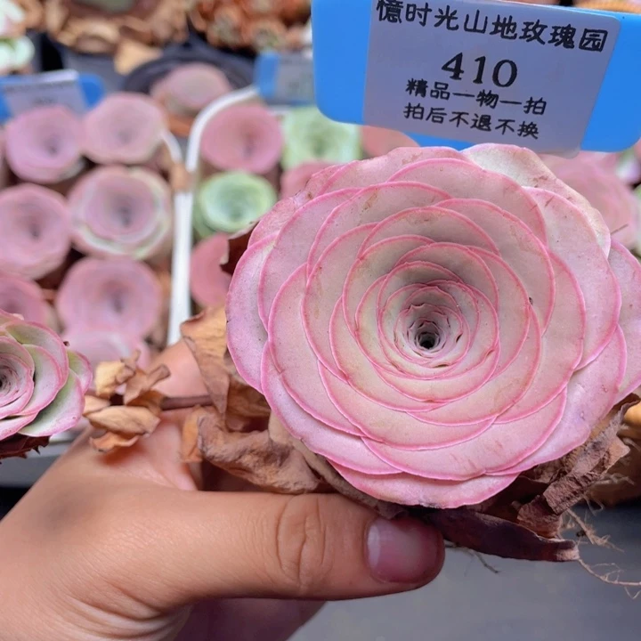 山地玫瑰410断枝不包损不售后