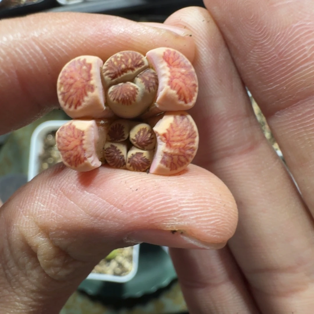 山*3427。母本菊一颗