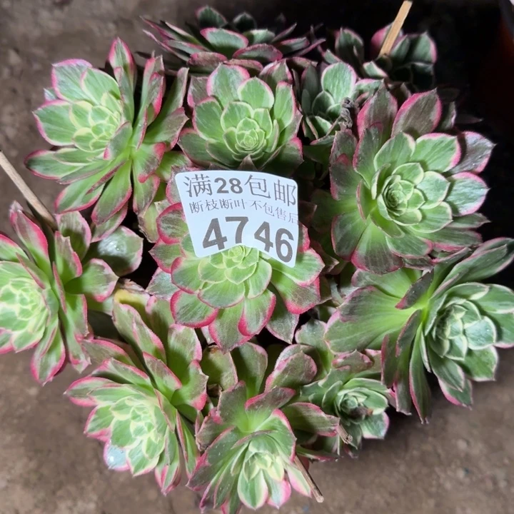 4746万彩灯不包断枝