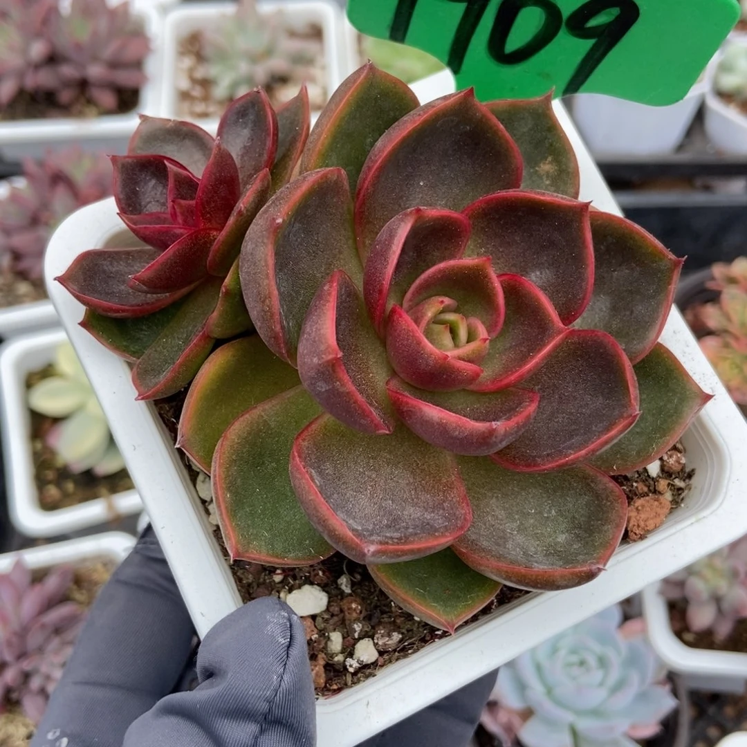 1909红灯多肉植物多肉