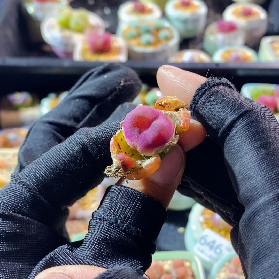 6470--一物一拍 吕母本