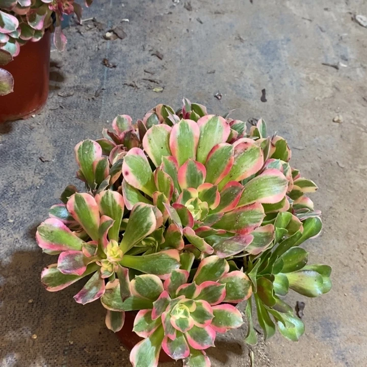 粉女郎多肉植物41