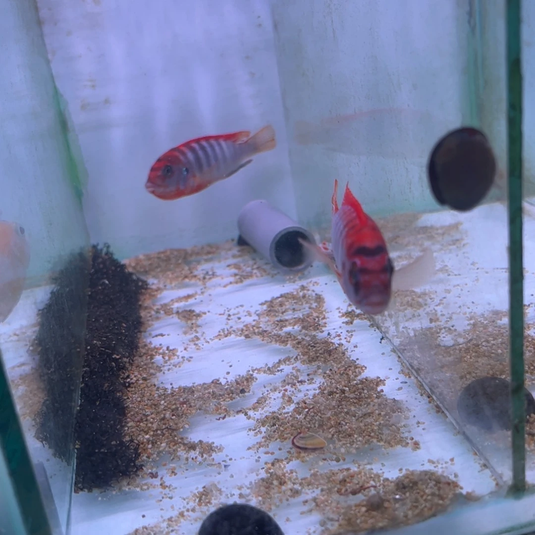 三间鱼B*u51号一对超级红鸡