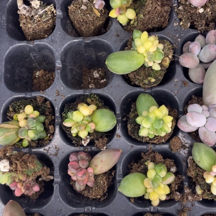 千代田锦随机发满18包邮