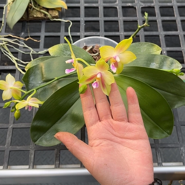 完全开放4.5寸杯快乐女王交快乐王后