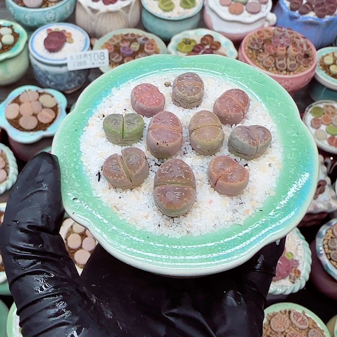 生石花满18包邮1205-113