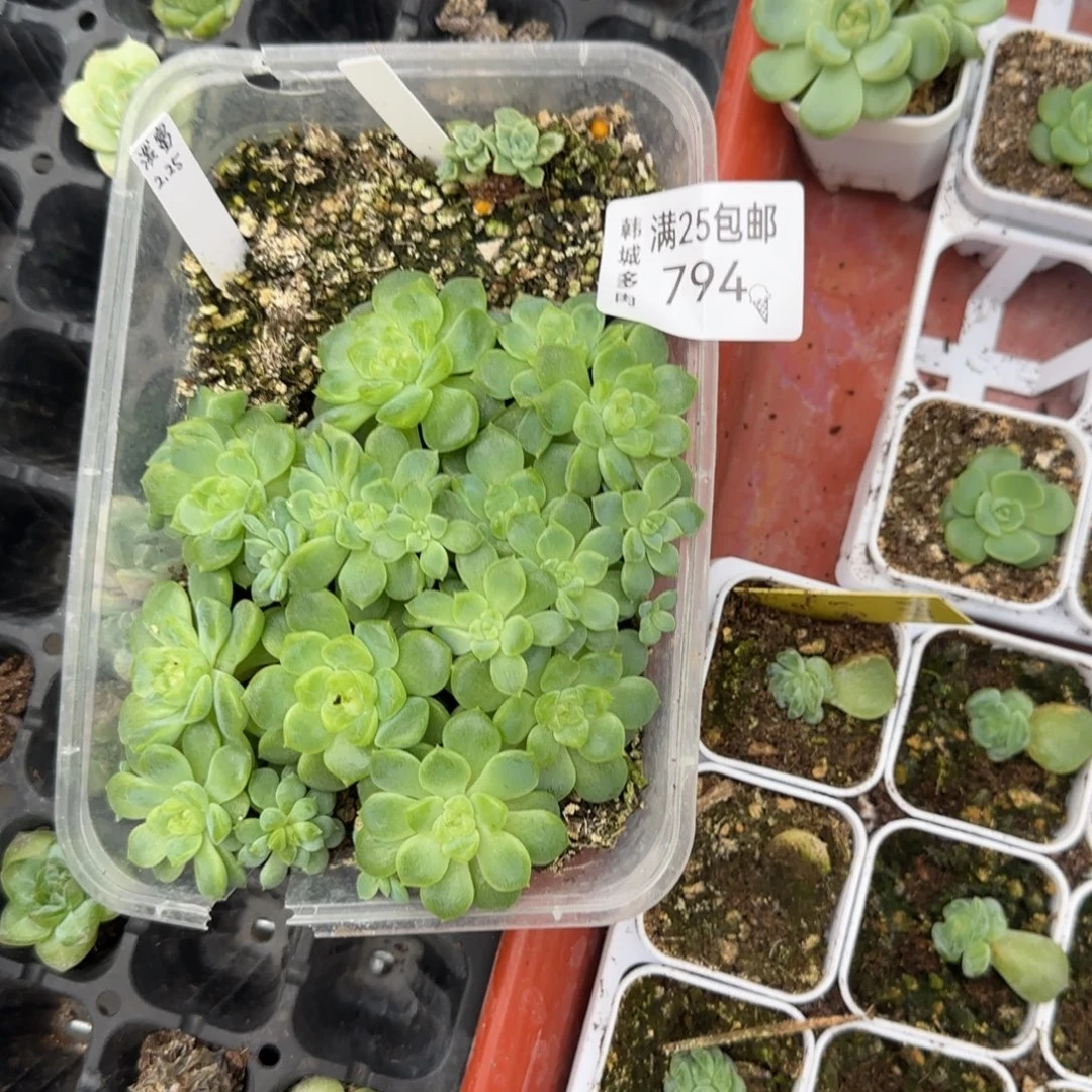 舜***子794 泼天一盆满20包邮