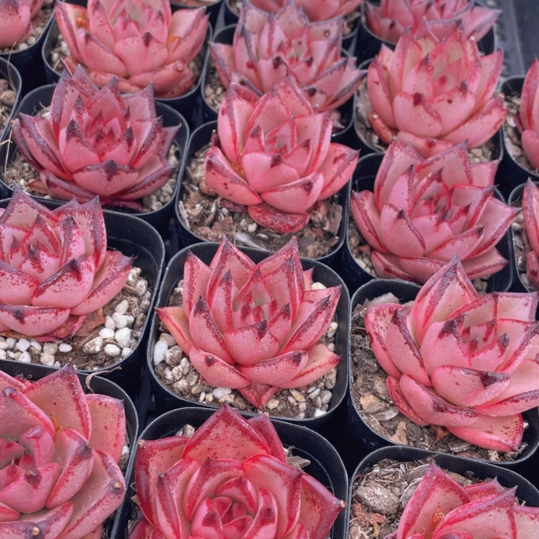 量拍33号 罗密欧金牛座单头一个