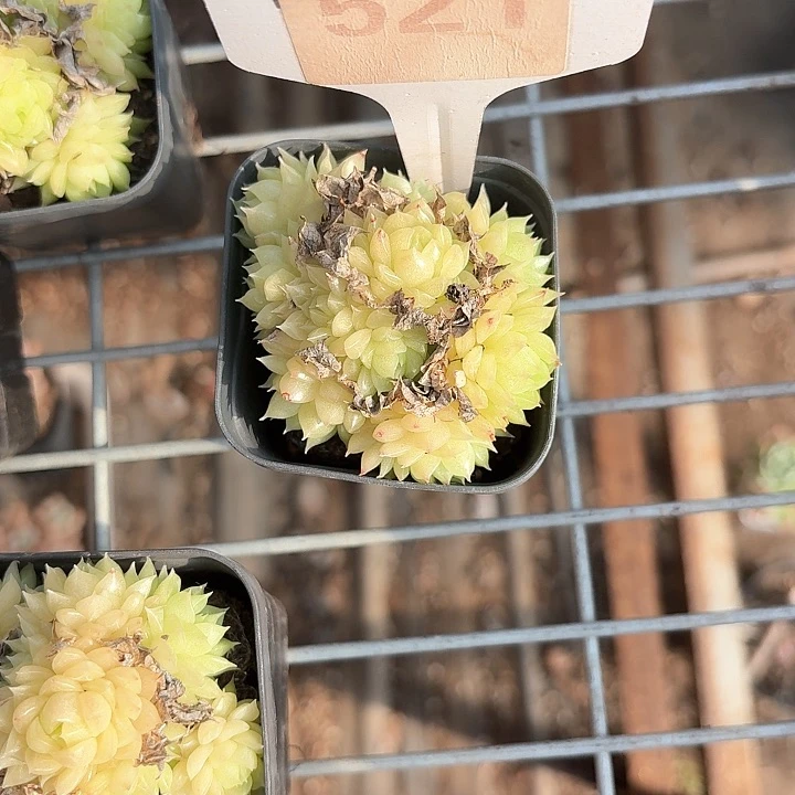 o*hxv x x h j t r 521