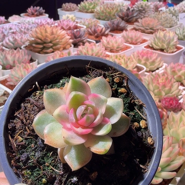 开播特价紫水晶锦多肉植物