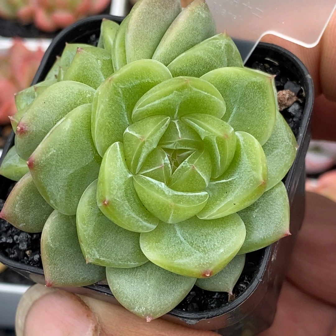 新品杂交珍妮38包邮可以拍