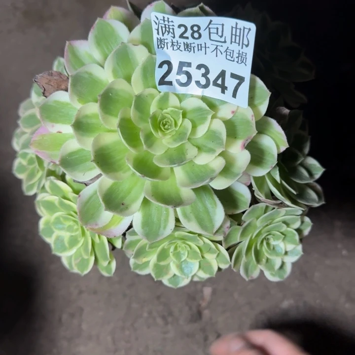 25347海鲜多肉植物