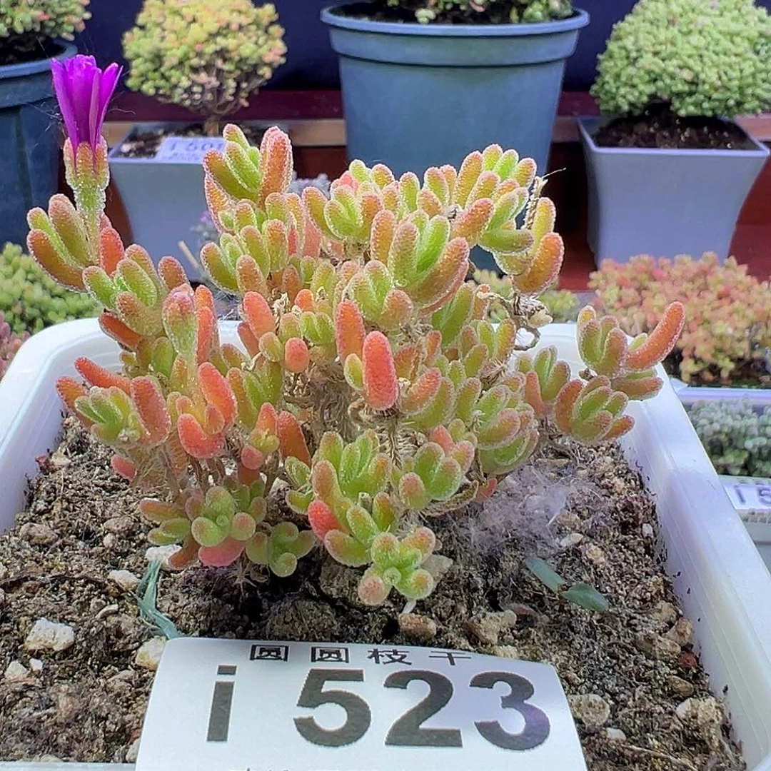 523冰川福利一物一拍