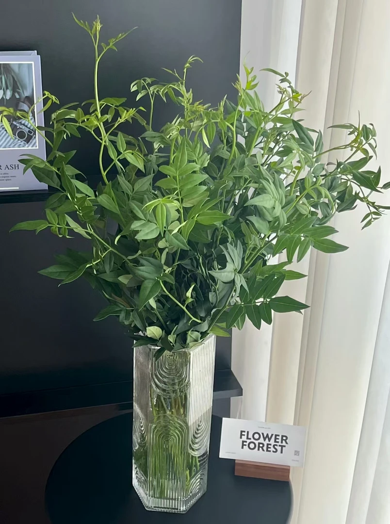 九星叶  花期长 收到先醒花拍1单发中通