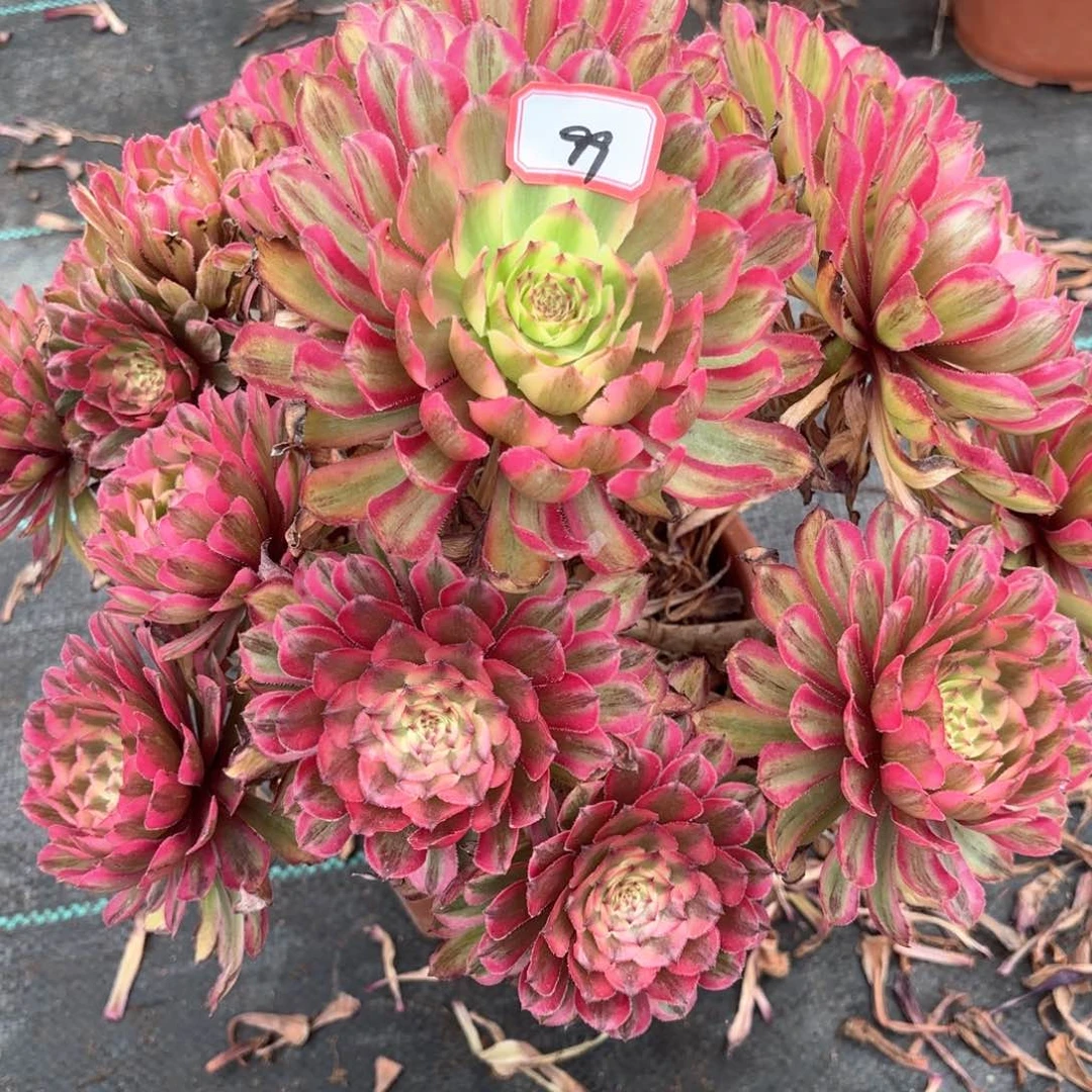 无花朵99粉黛变易多肉植物绿植