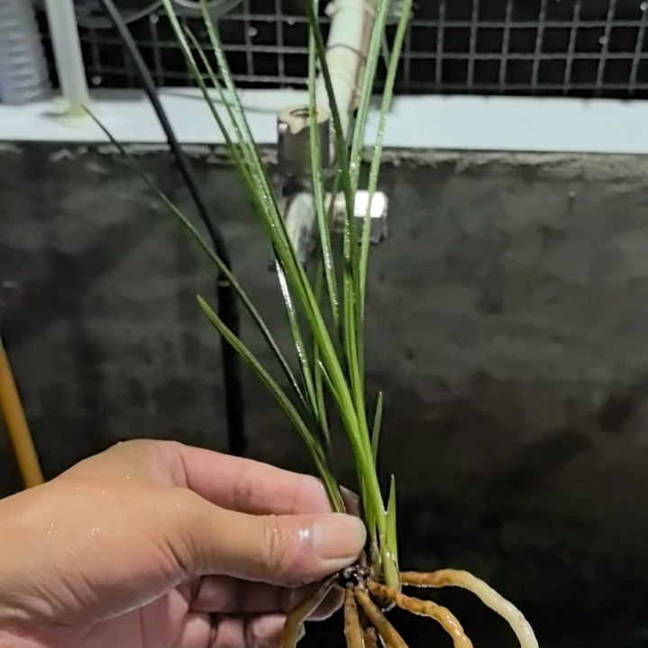 完全开放蕙兰金荷素三苗中等苗