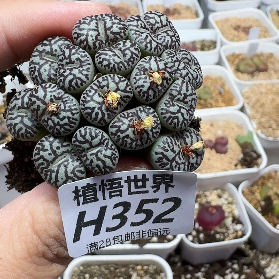 多肉W的人生fhhnjj