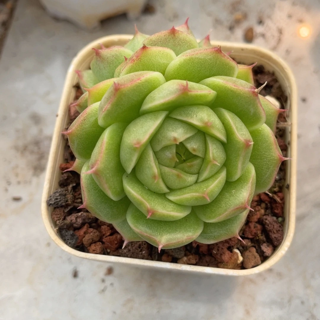 麦秆包子长睫毛双头满35包邮