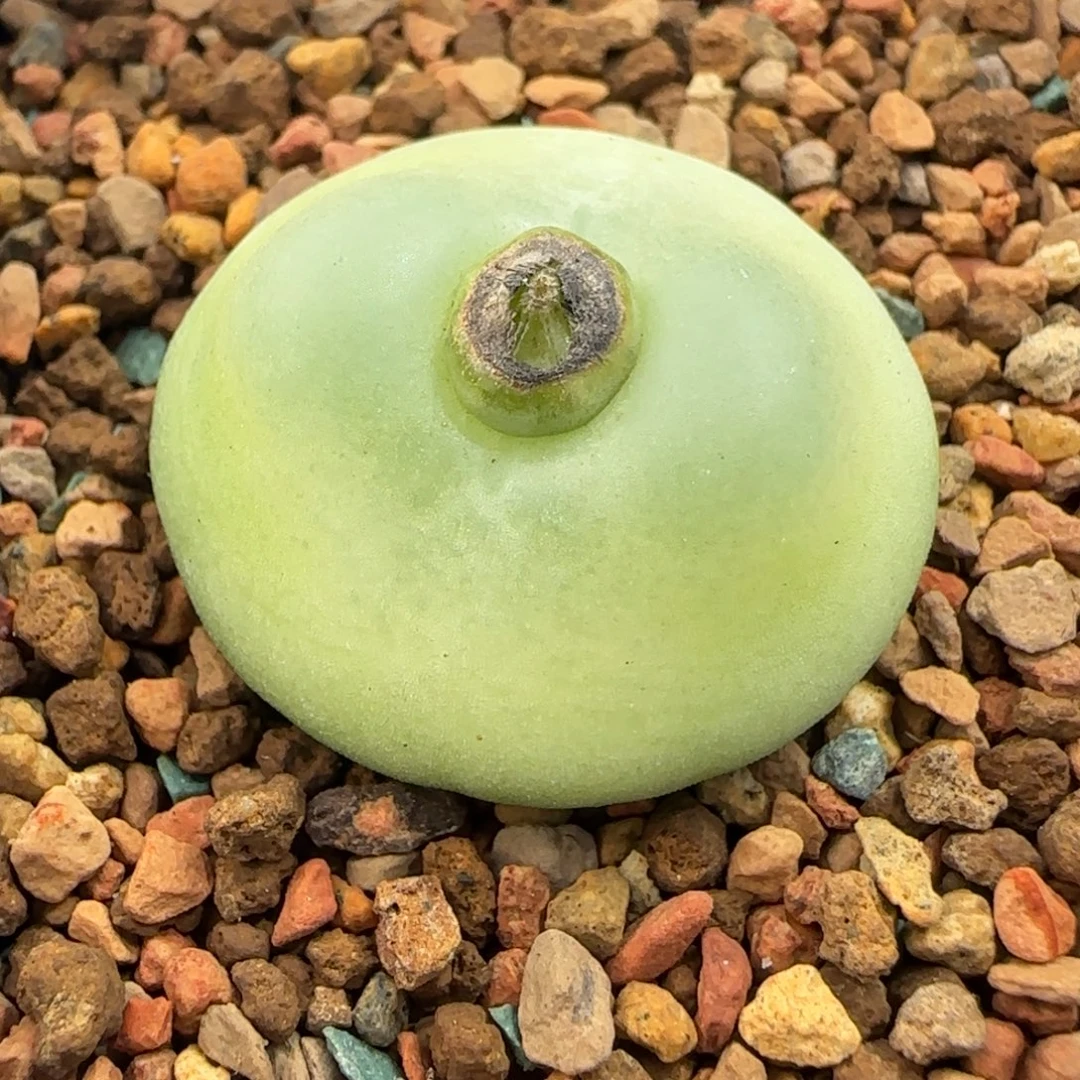 奶***包多肉植物大拉登2.9一颗5号