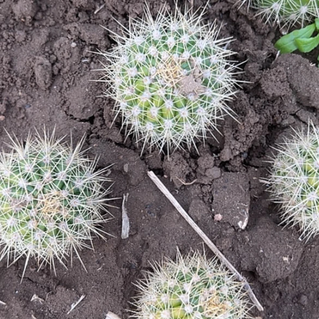 【闪购商品】清清粉黛根球体不好看