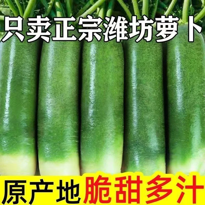 【潍坊直发】水果萝卜正宗山东潍坊脆甜多汁生吃微辣青萝卜健康零食