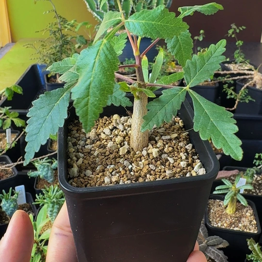 实生裂榄带盆土顺丰空运包邮