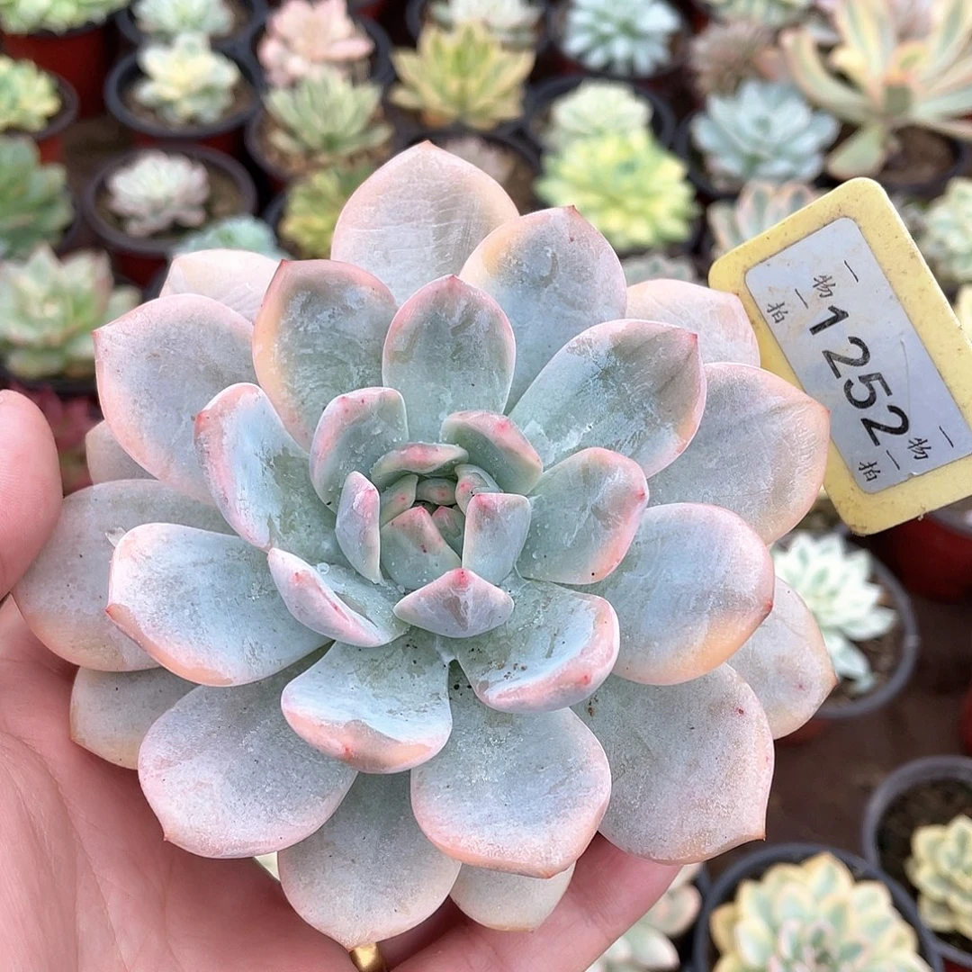 ****羊1252号多肉植物盆栽