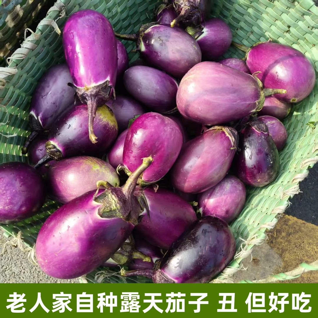 农家茄子赣西山区老人家小菜园自种新鲜紫茄子肉嫩细滑软糯可口