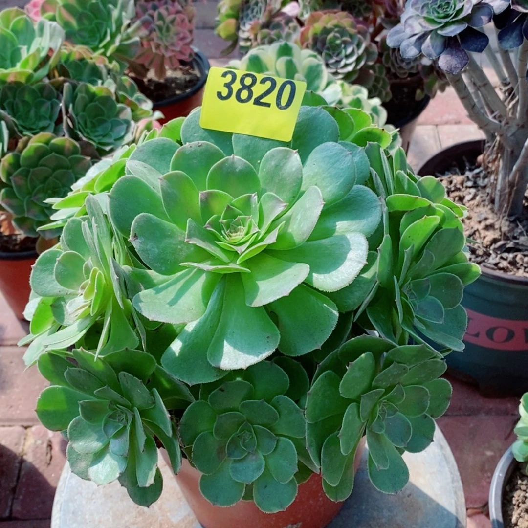 万圣节多肉植物3820