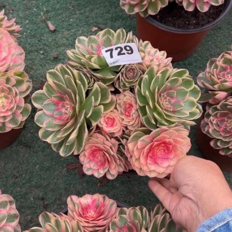 花***朵729海神朵朵多肉，