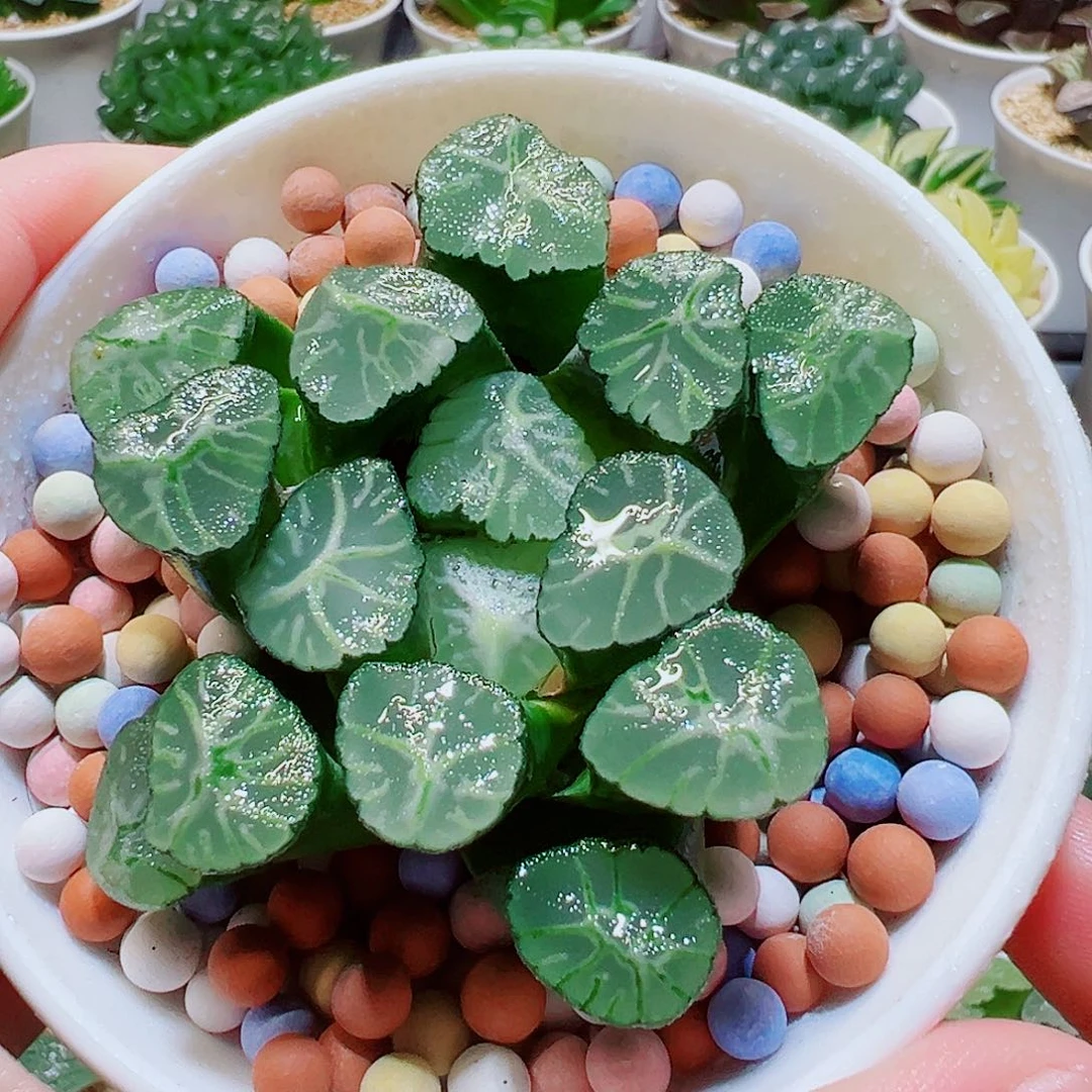 火烧云万象，13.8，666