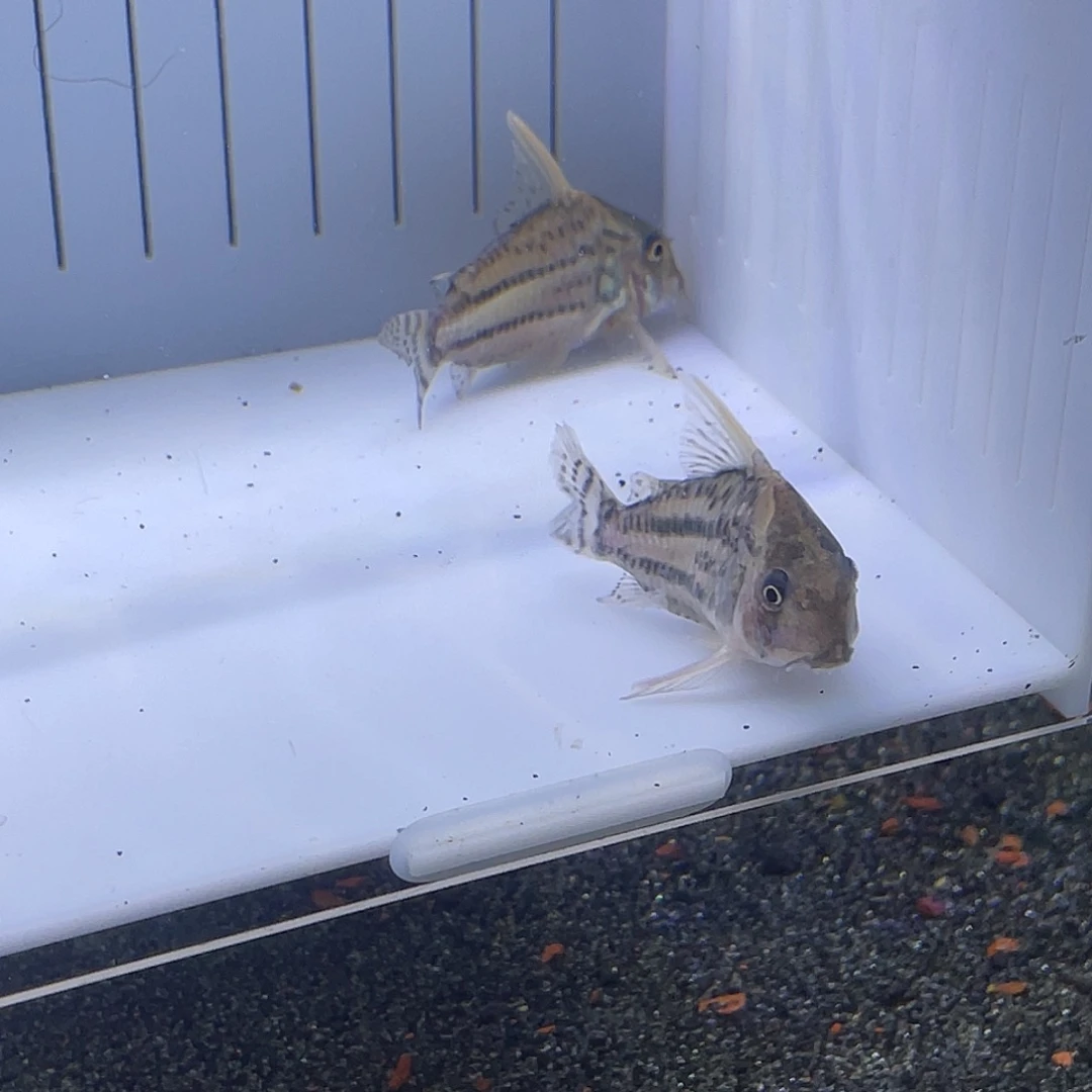 鼠鱼精选超舒.偏远地区勿拍