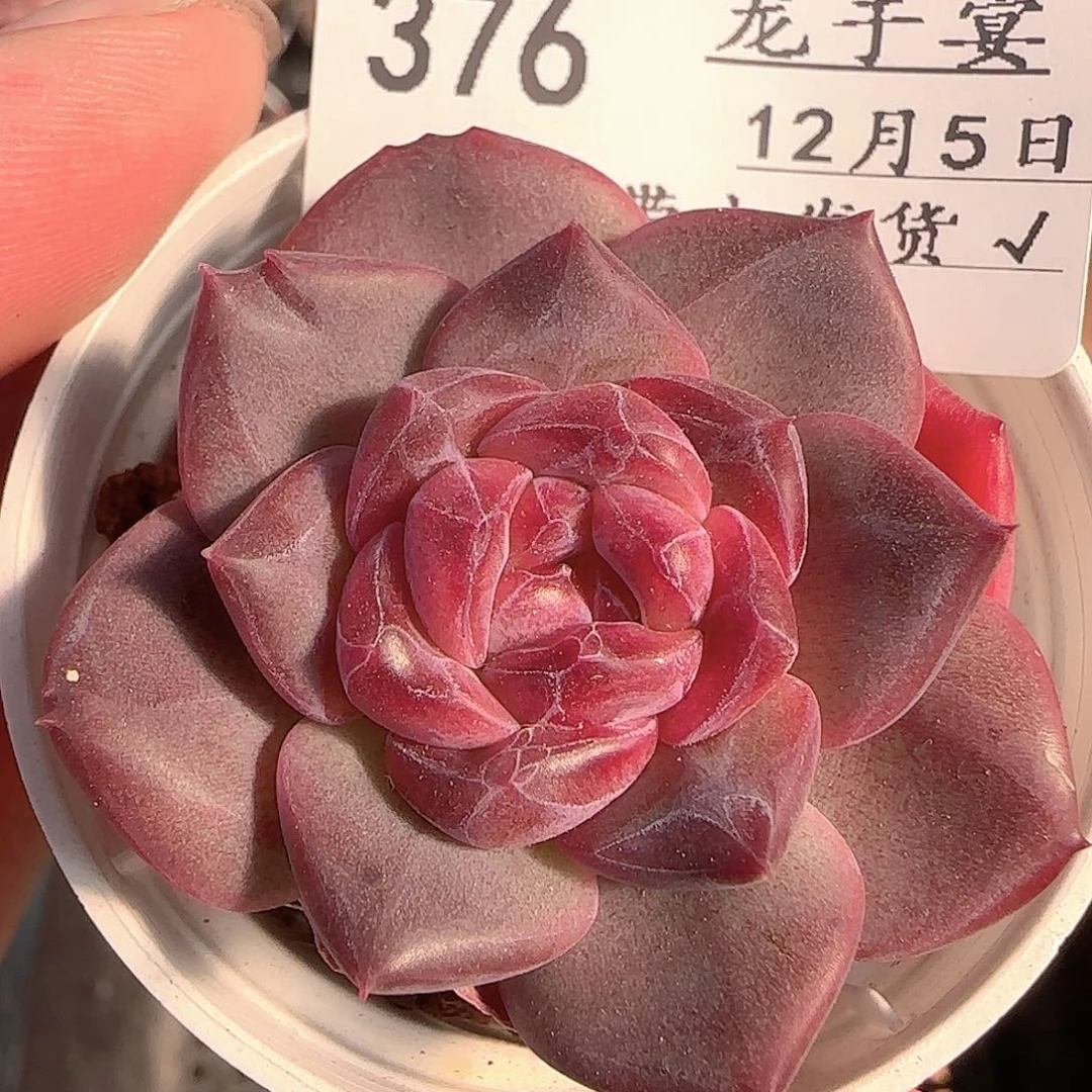 多肉1205-376琥珀天使珍妮