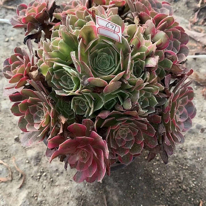 697安娜锦多肉植物