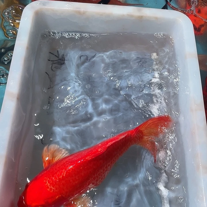 蝴蝶鲤鱼渔场直发77