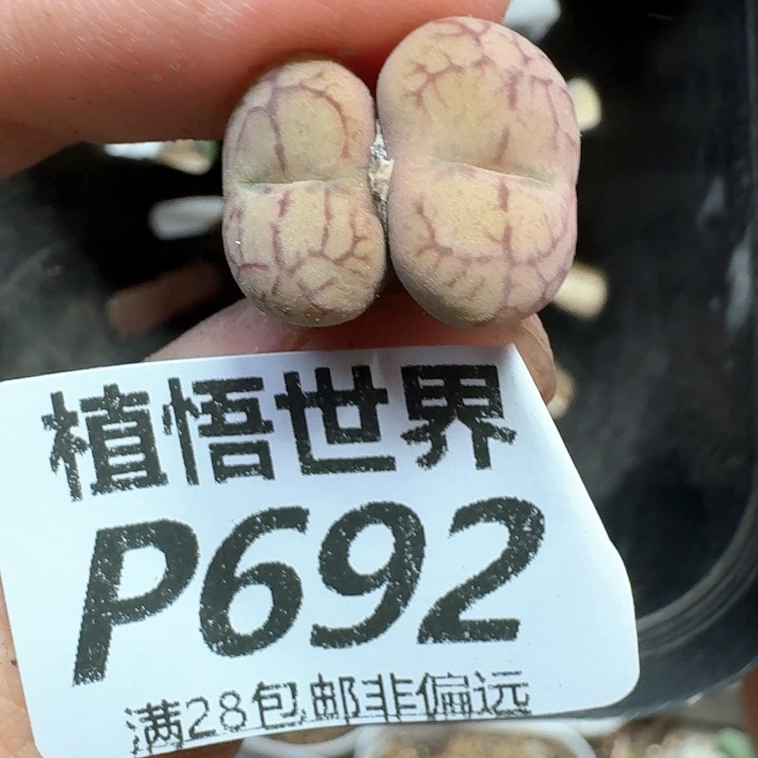 多肉植物的润泽地方