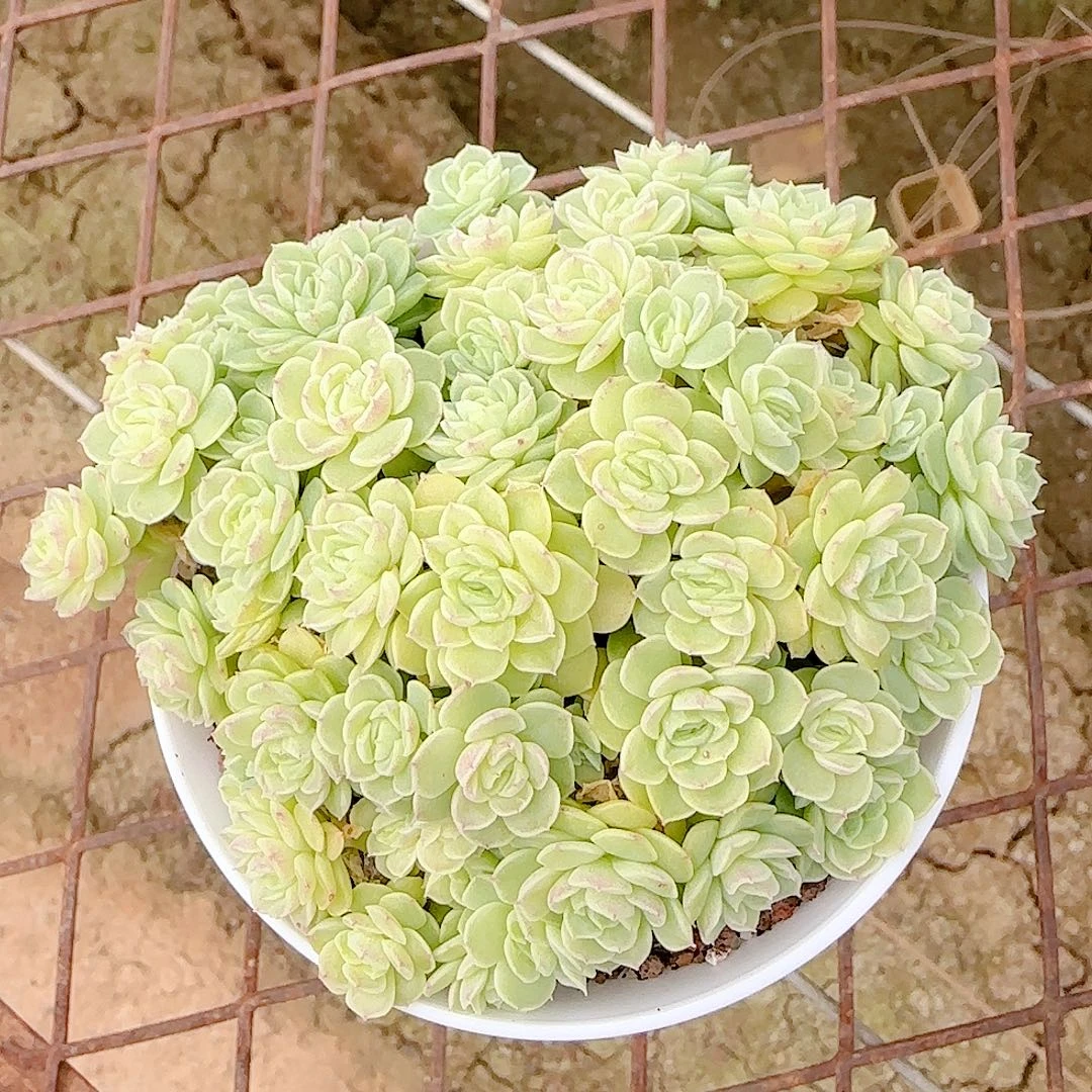 1104-71（ttp-77-1）优选