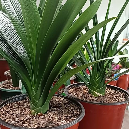 亿***8                       2颗