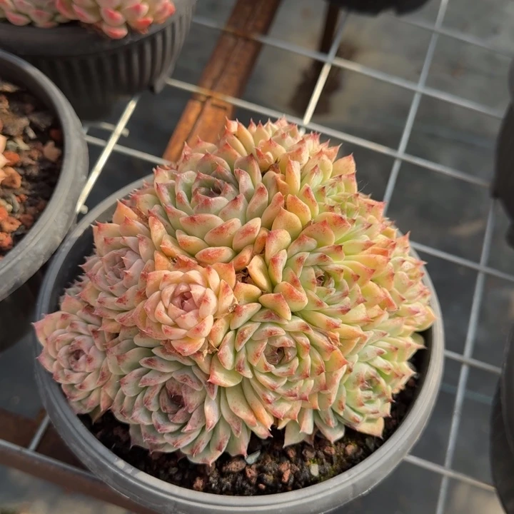 紫霞仙子基因杂多肉植物绿植