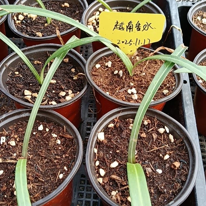 无花朵越南香水0.8发一个