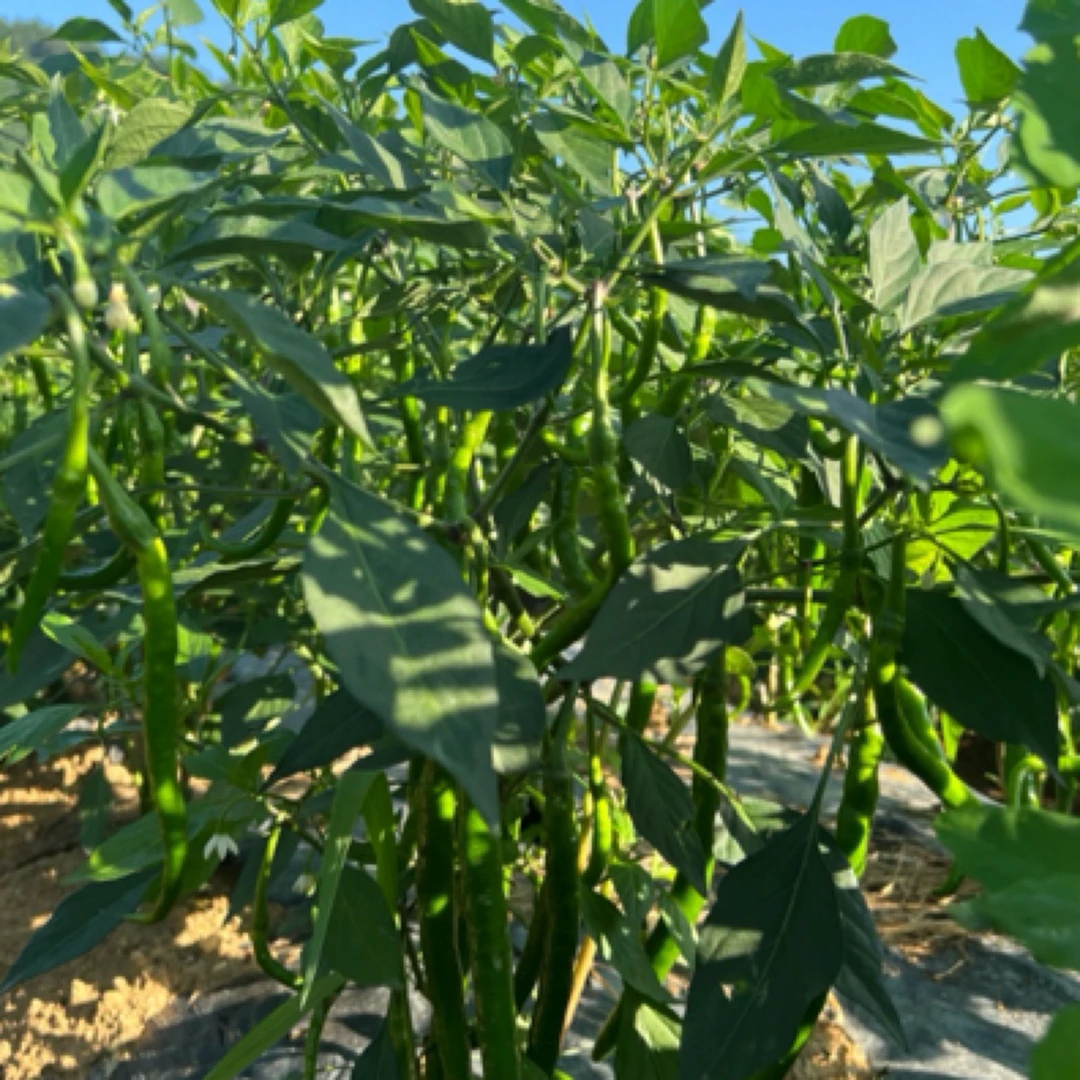 应季新鲜二荆条青线椒香辣可口农产品产地直发