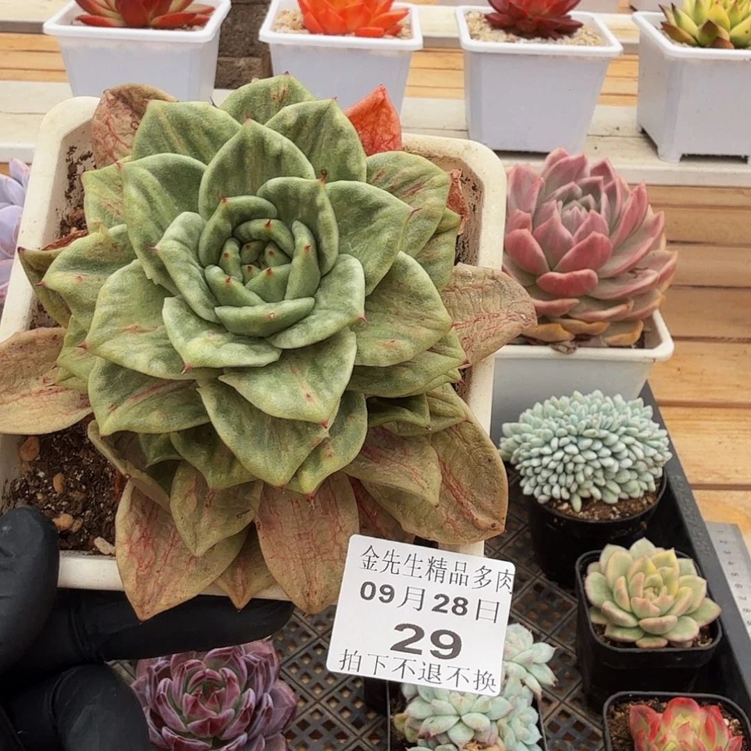 0928-29山塔玛丽亚锦