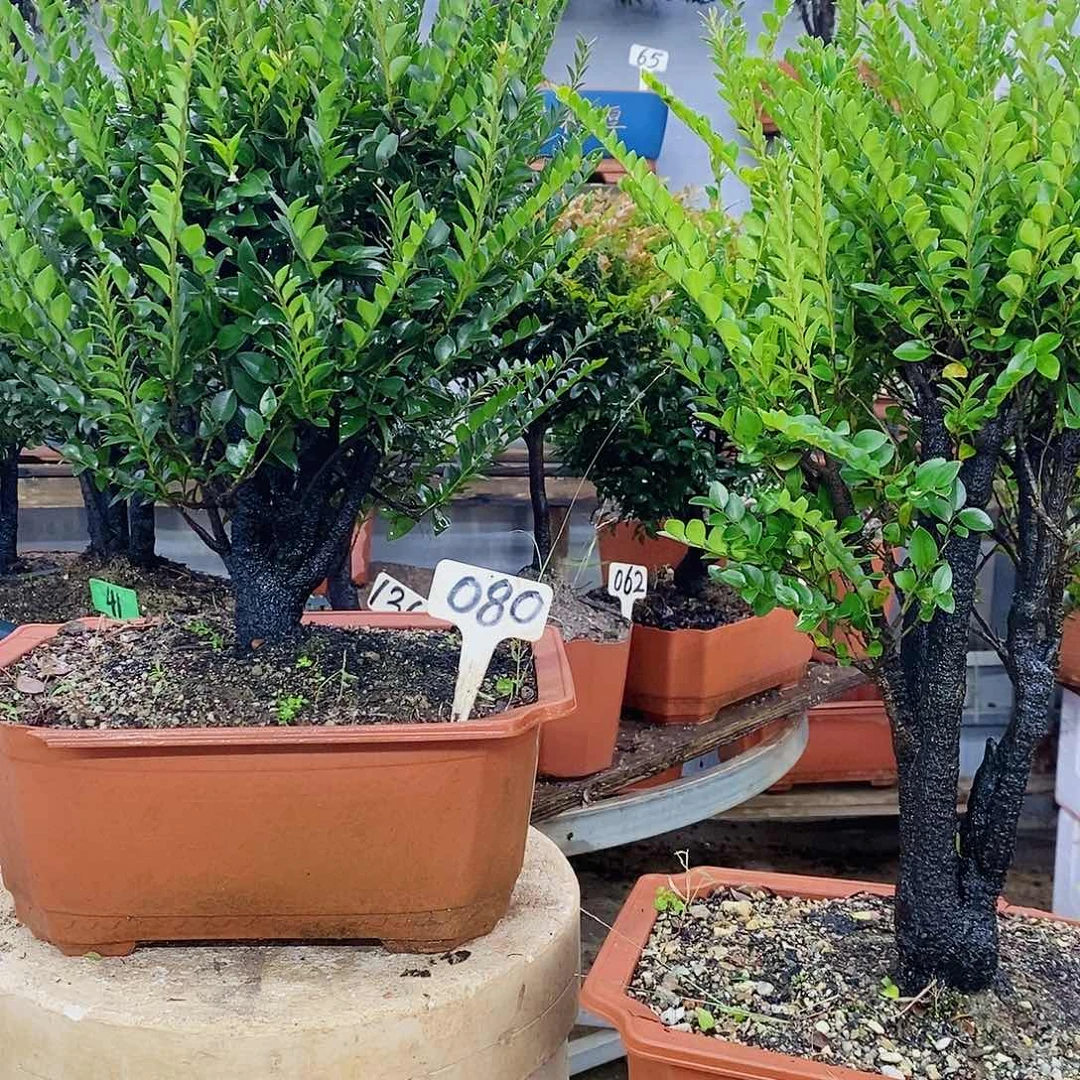 完全开放小叶紫檀