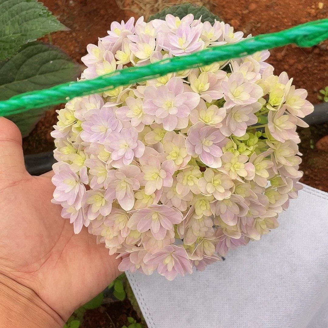 绣球切花一物一拍3枝起包邮，55