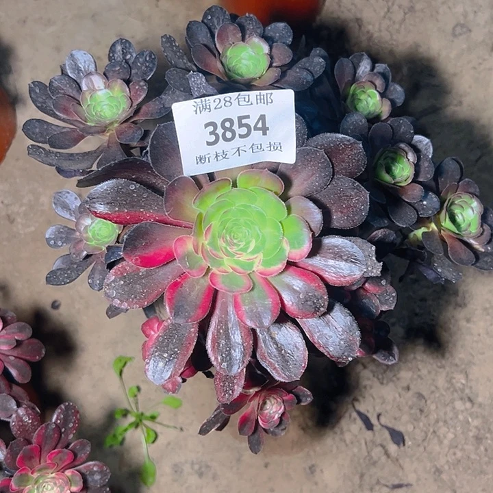 无花朵自**野3854香奈尔阴阳多肉植物2号