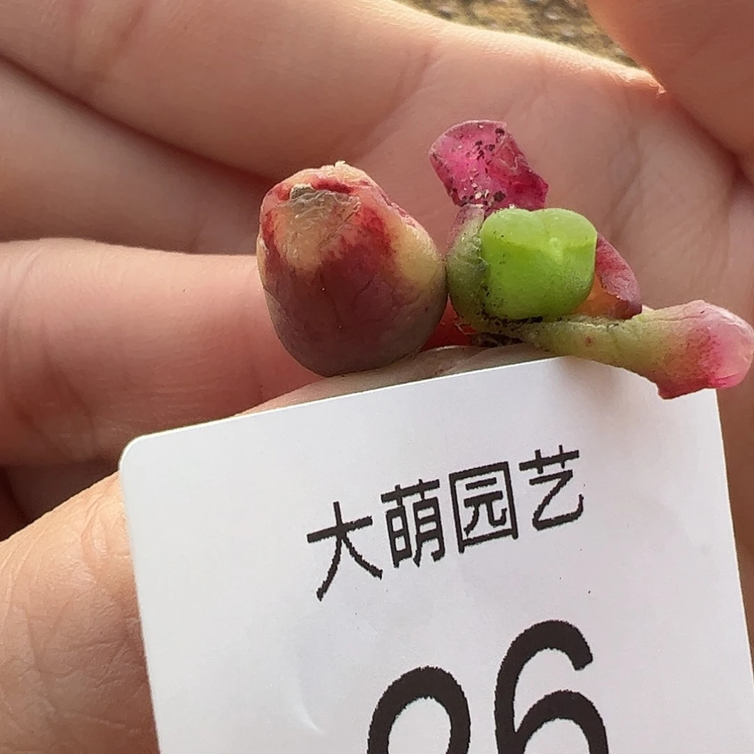 000026量拍母本雪，茄1颗老皮皱