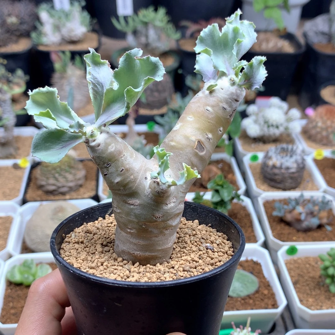 早****皮雪露厚敦菊母本带盆