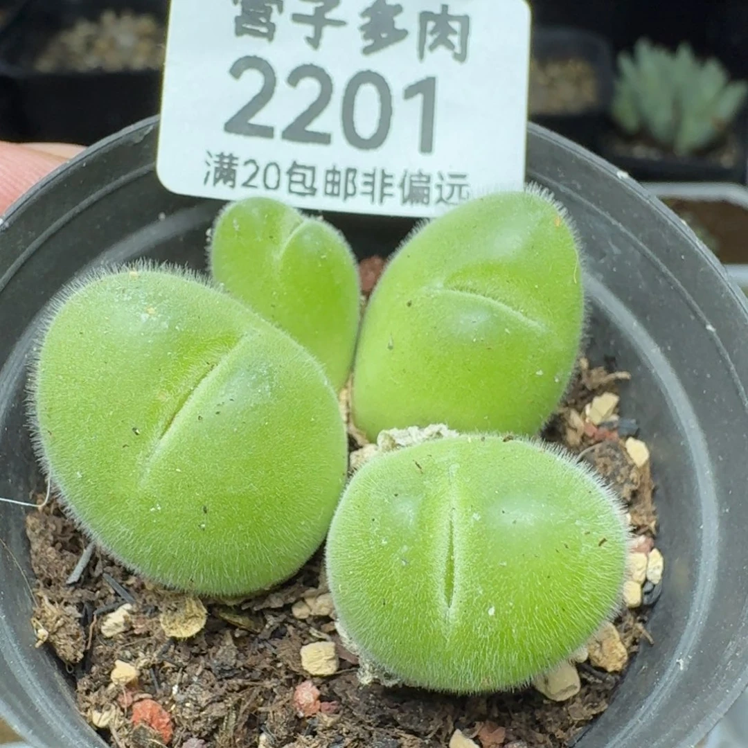 长毛带盆土。